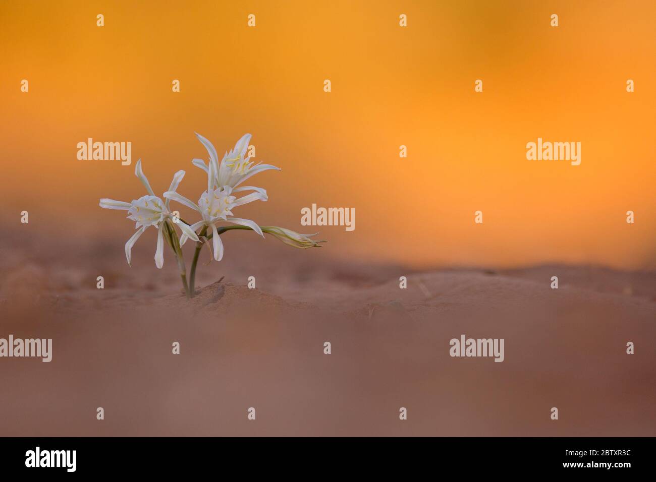 Pancratium sickenbergeri (Wüstendaffodil) ist eine Knollenpflanze, die in Israel, Ägypten und im Nahen Osten gefunden wird. Pancratium sickenbergeri ist ein Saharo-Araber Stockfoto