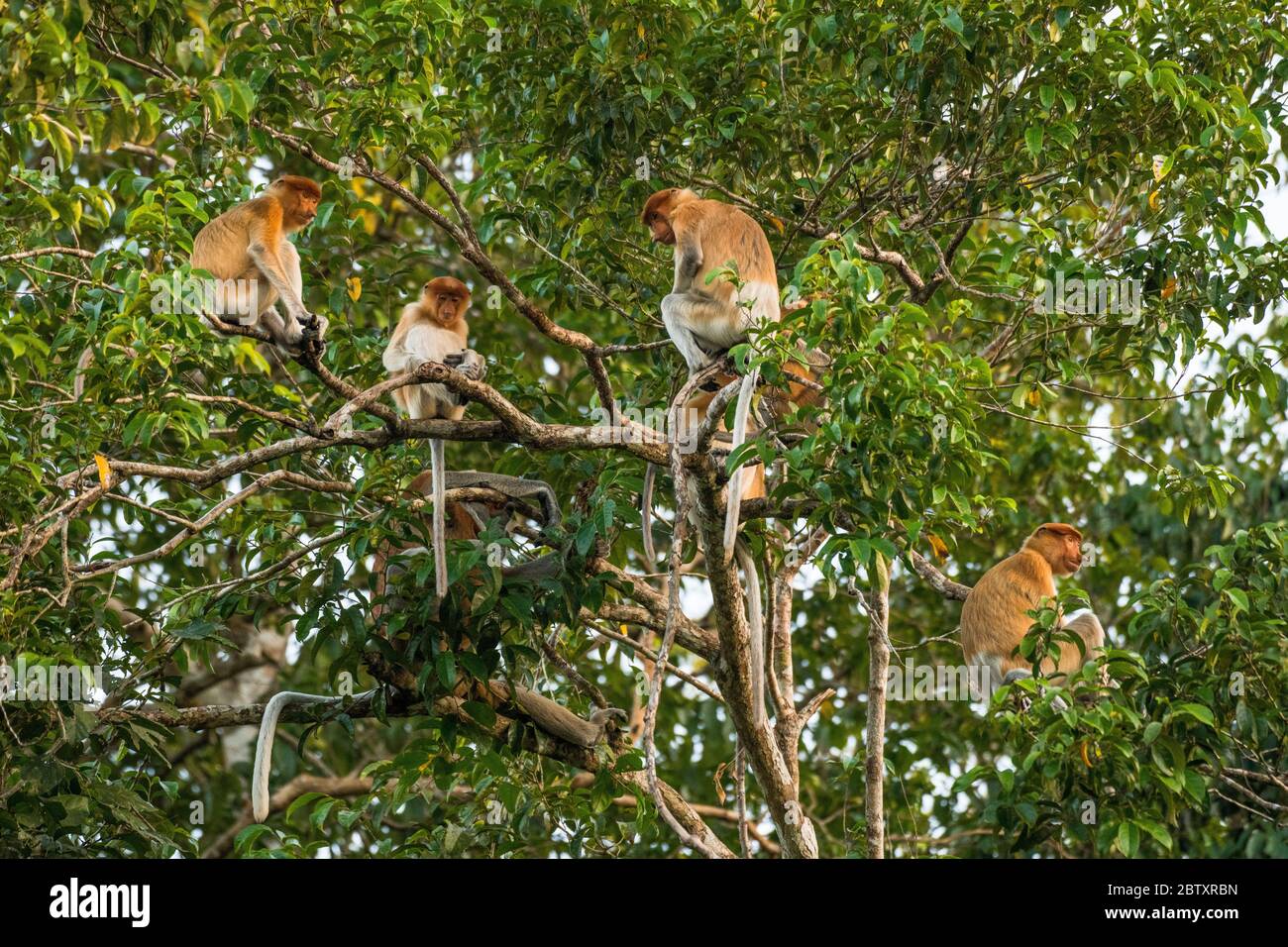 Eine Truppe von Proboscis Affen in einem Baum am Ufer des Kinabatangan Flusses, Sabah, malaysischer Borneo. Stockfoto