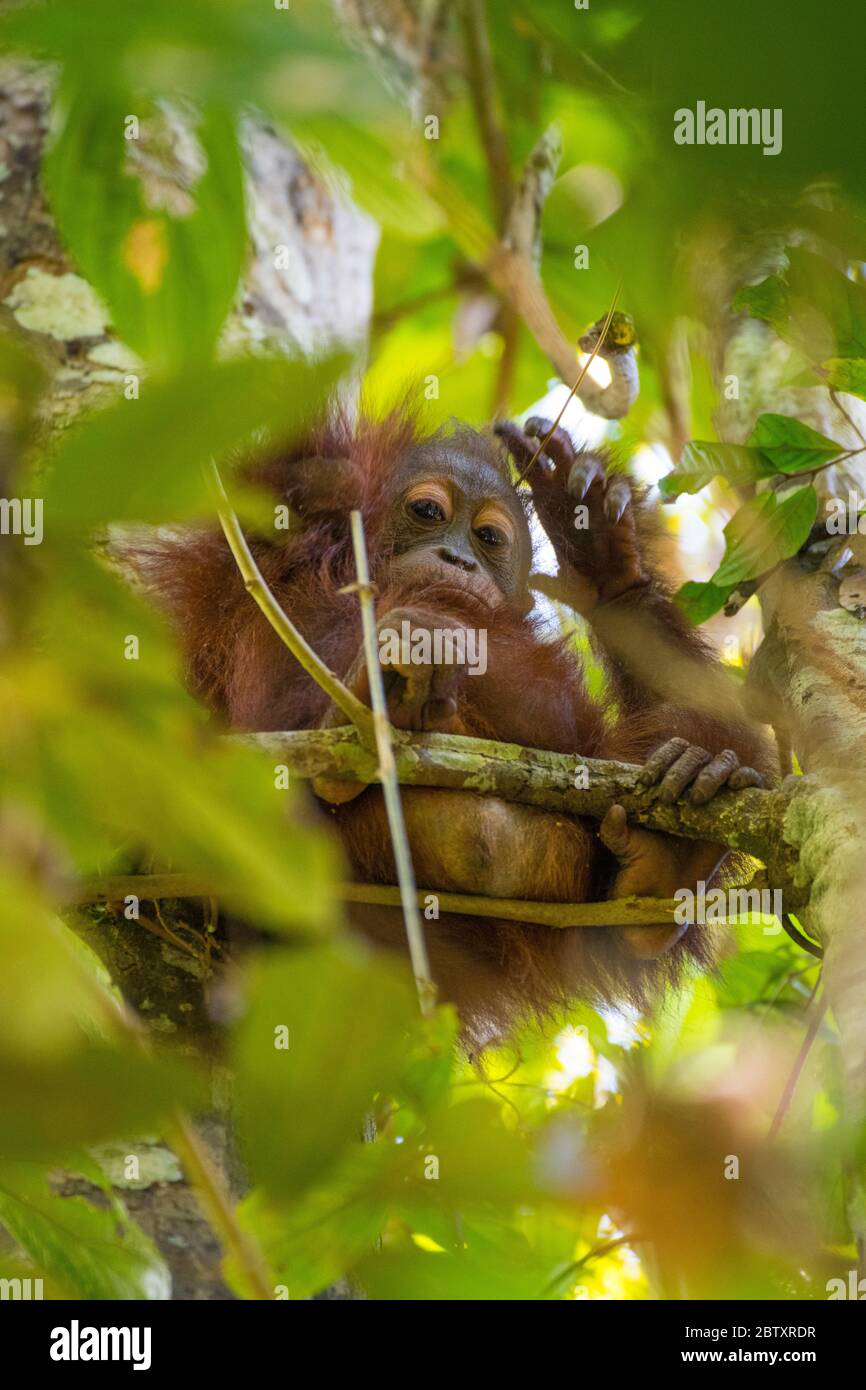 Ein Baby Orang-Utan, das in einem Baum sitzt und in die Kamera hinunter schaut, am Kinabatangan-Fluss, Sabah, Borneo, Malaysia. Stockfoto