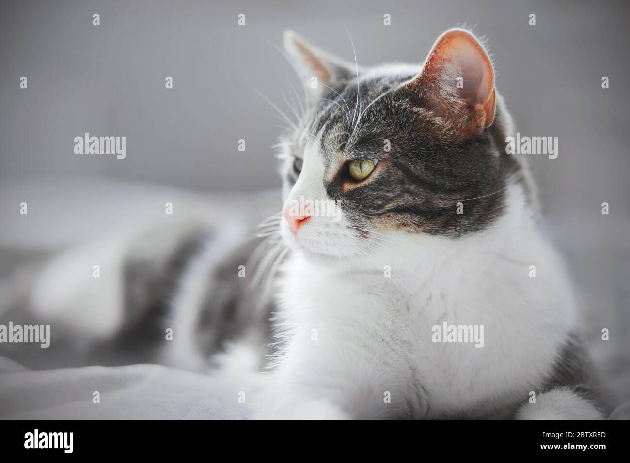 Eine schöne gestreifte Hauskatze mit einer süßen rosa Nase liegt zu Hause auf einem weichen Bett. Stockfoto