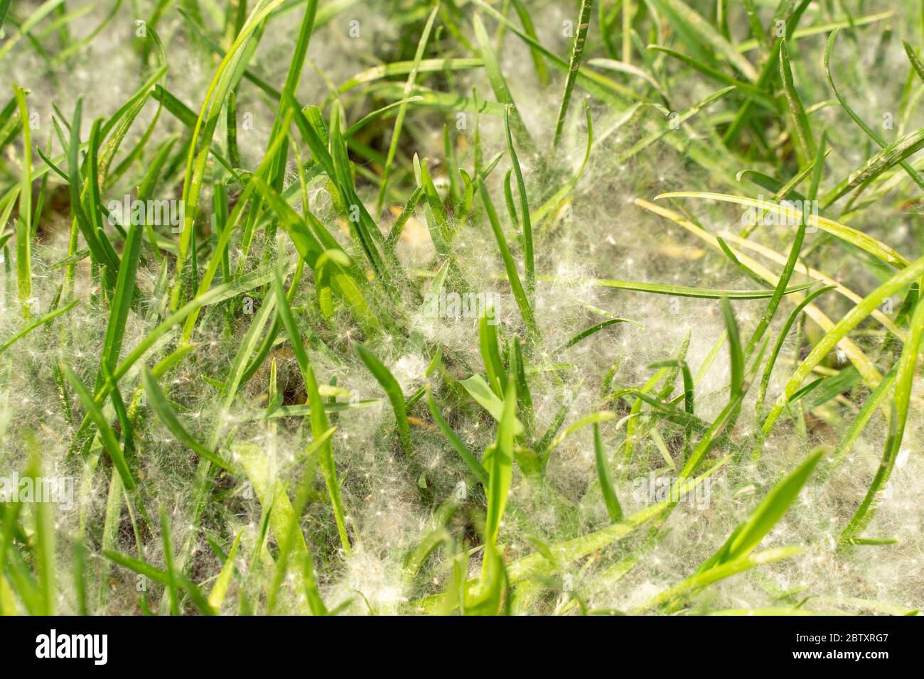 Pappelflocken auf jungen Gras. Pappelflocken fallen von Bäumen Stockfoto