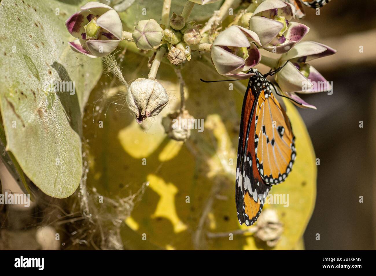 Plain Tiger (Danaus chrysippus) AKA African Monarch Butterfly auf einem Apfel von Sodom (Calotropis procera) Pflanze fotografiert in Israel, im Juli Stockfoto