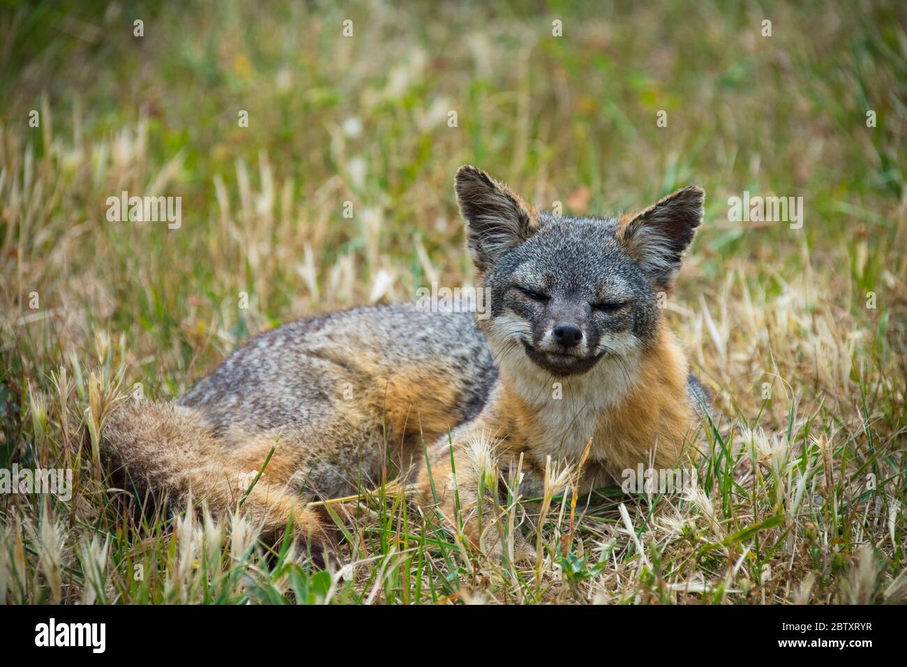 Ein endemischer Santa Cruz Island Fox, der auf Gras auf Santa Cruz Island, Channel Islands, Kalifornien, USA ruht. Stockfoto