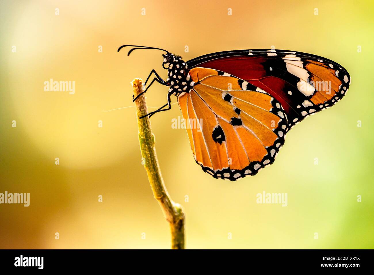 Plain Tiger (Danaus chrysippus) AKA African Monarch Butterfly auf einer Blume in Israel fotografiert, im Juli Stockfoto