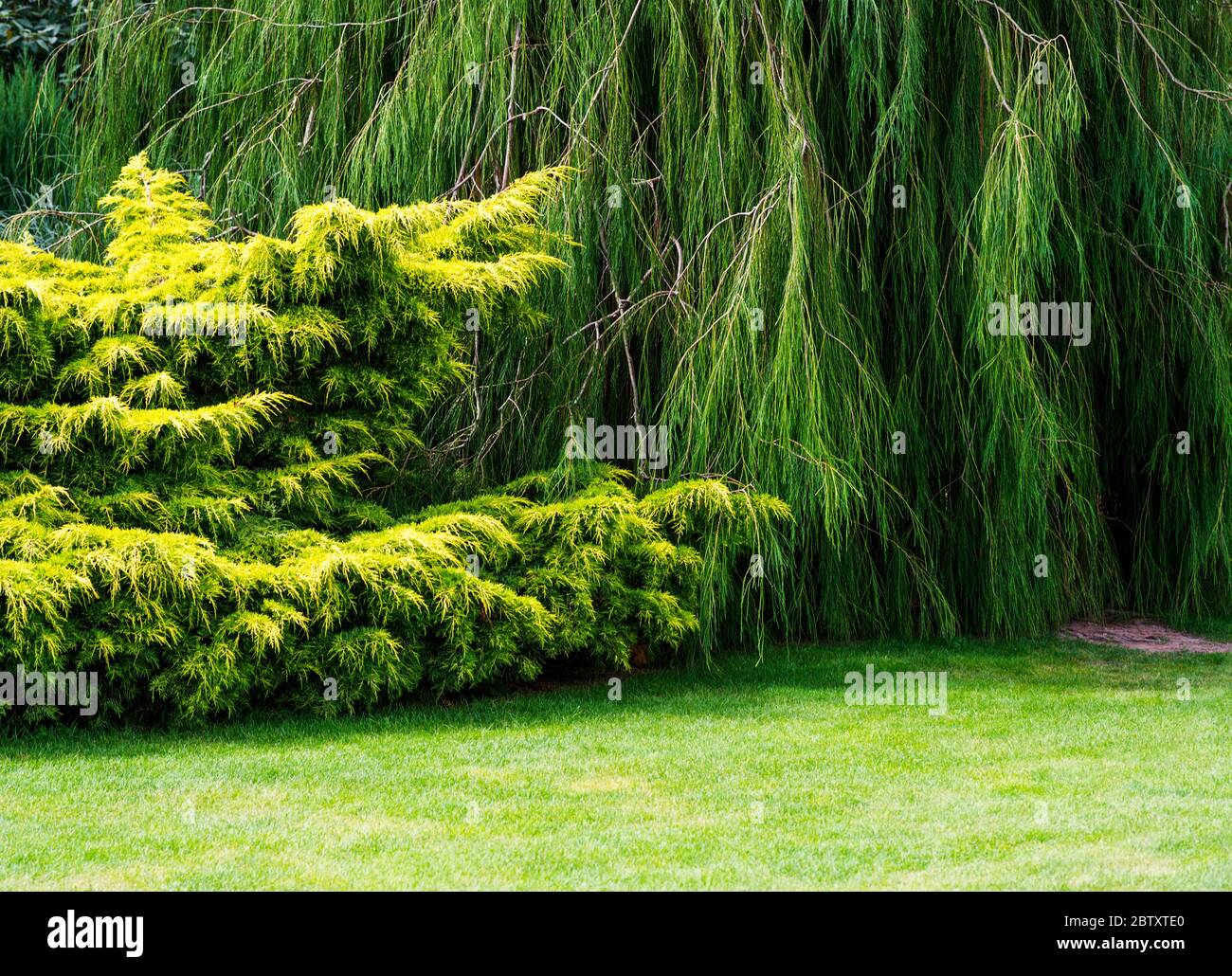Rasen und anmutige Bäume im Royal Horticultaural Society Garden in Rosemoor, Great Torrington, Devon, England, Großbritannien. Stockfoto