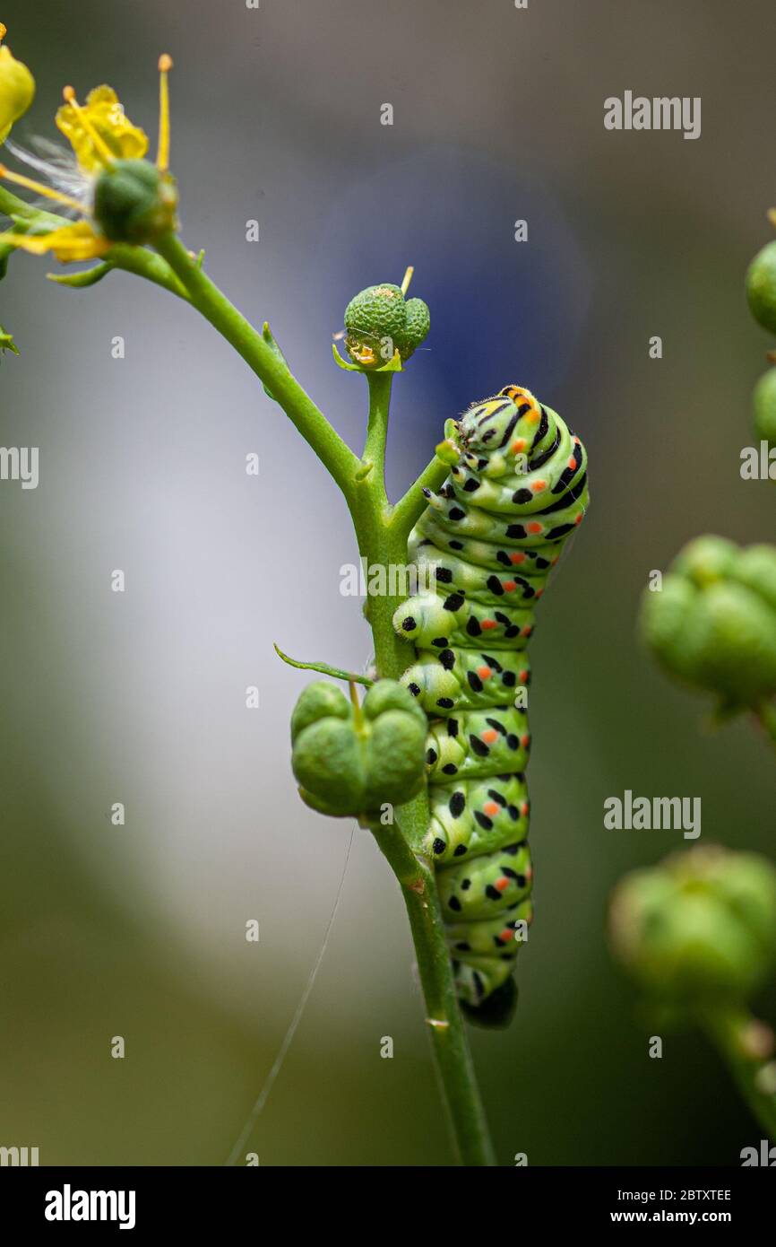 Raupe eines Schwalbenschwanzes der Alten Welt (Papilio machaon) AKA gelber Schwalbenschwanz Schmetterling auf einer Blume fotografiert in Israel, Sommer Juni. Thi Stockfoto