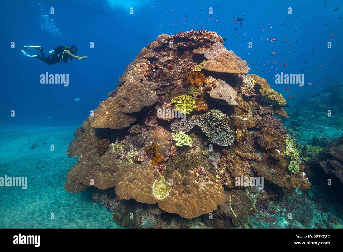 Ein Taucher schwimmt in Richtung einer großen, bunten Korallen bommie in 'Crystal Bay', Nusa Penida, Bali, Indonesien. Stockfoto