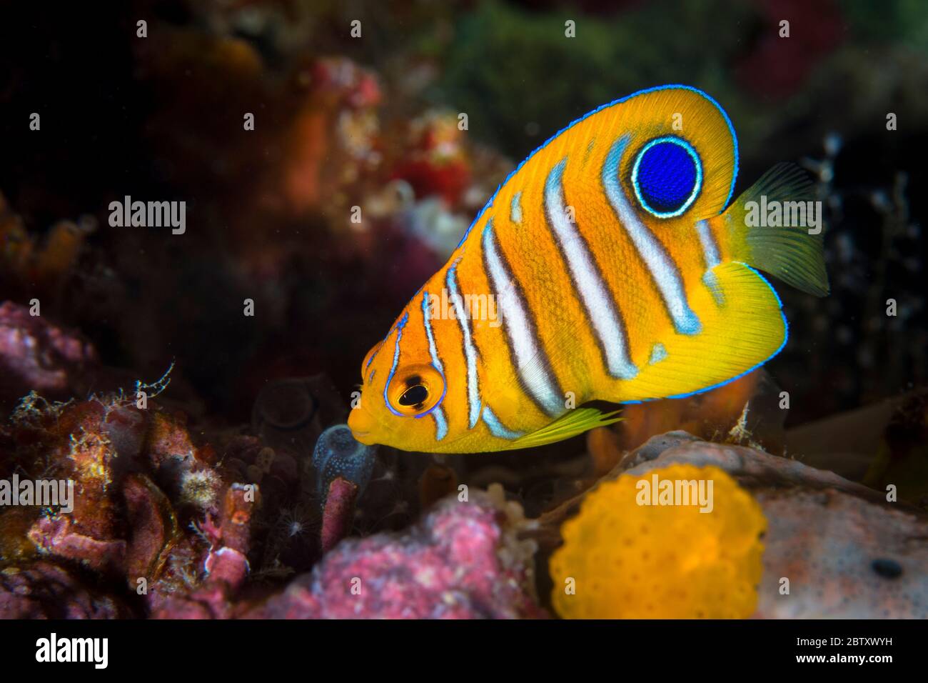 Ein seltener, winziger, junger, farbenfroher Regal Angelfish, der sich in einer Spalte an einem Riff im Komodo-Nationalpark in Indonesien versteckt. Stockfoto
