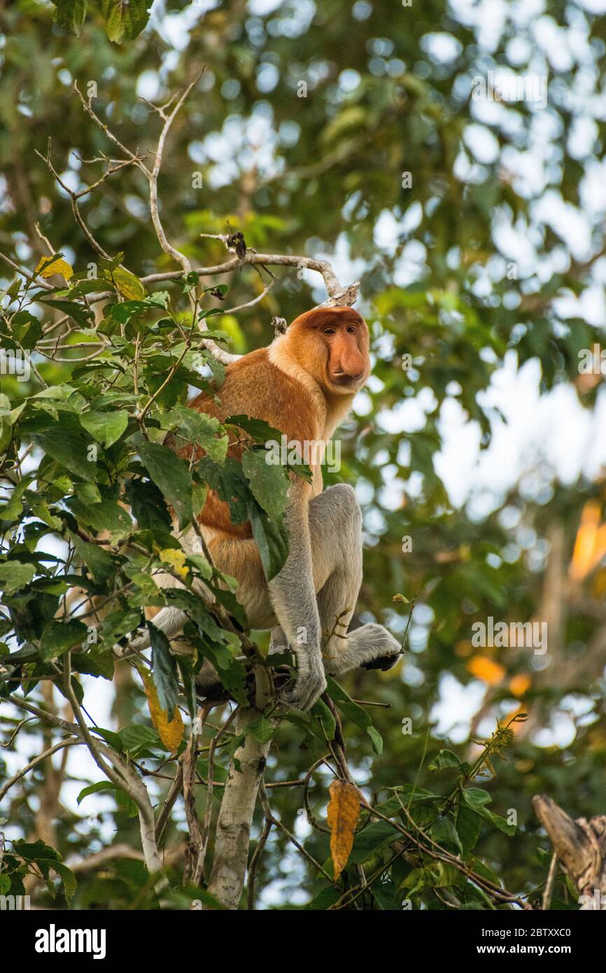 Ein erwachsener, männlicher Proboscis-Affe, der in einem Baum entlang des Kinabatangan-Flusses, Sabah, malaysischer Borneo, sitzt. Stockfoto