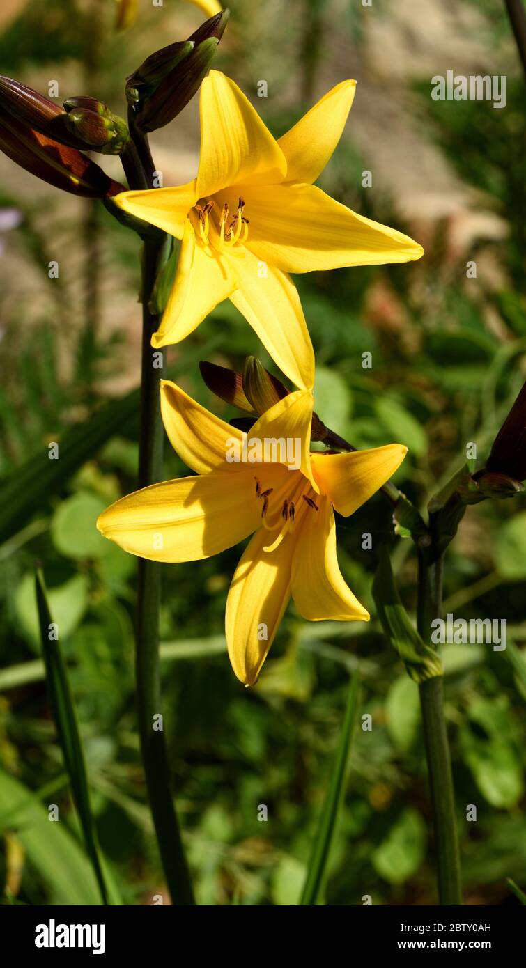 Nahaufnahme der gelben Blume einer Daylilie. Stockfoto