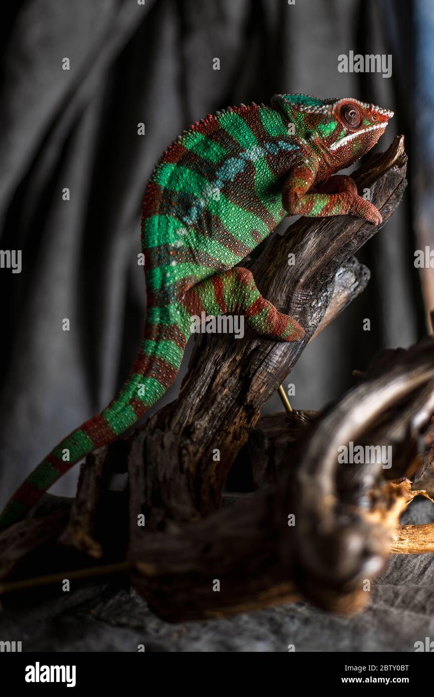 Chameleon-Eidechse auf grauem Hintergrund Stockfoto