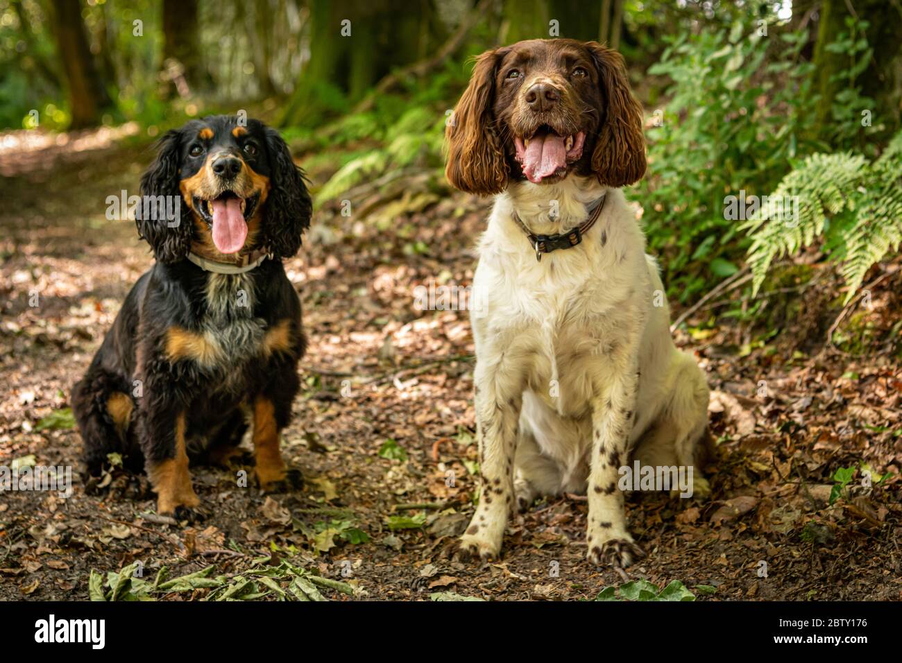 Cocker Spaniel und Springer Spaniel sitzen auf Waldweg Stockfoto