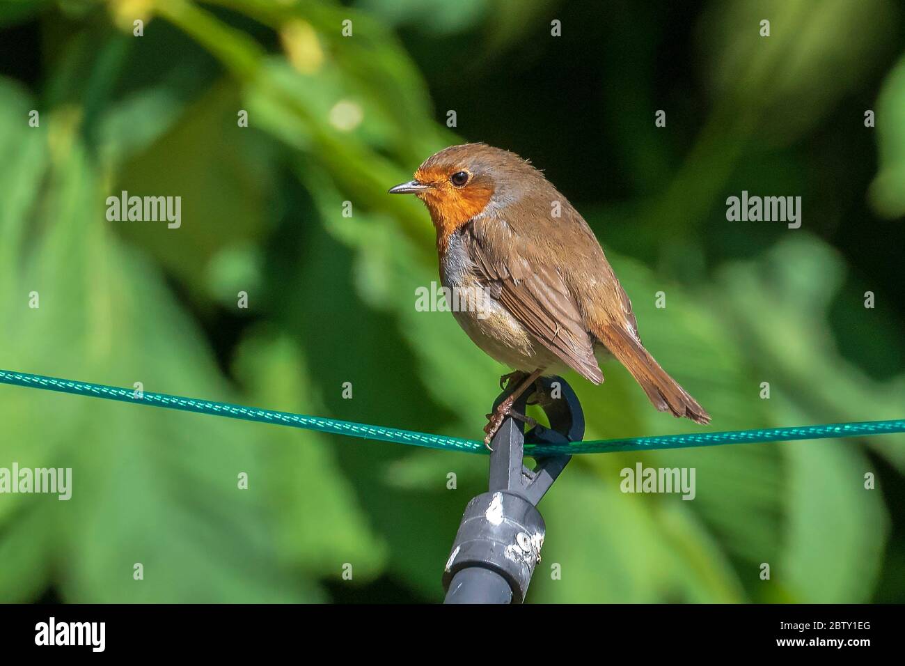 Gemeinsamer Gartenvogel der Rotkehlchen, der auf einer Wäscheleine ruht. Stockfoto