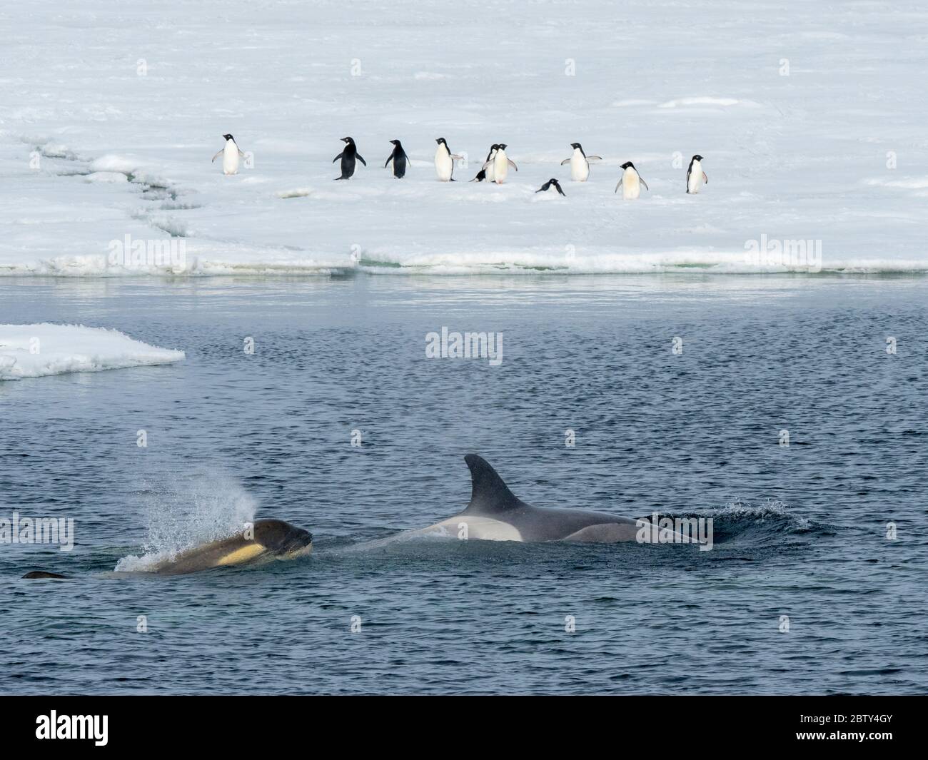 Typ große B-Killer-Wale (Orcinus Orca), die Eisschollen nach Nadelstollen im Weddellmeer, Antarktis, Polarregionen suchen Stockfoto