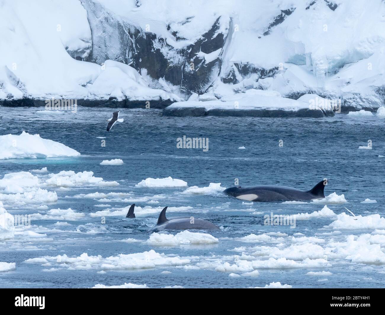 Typ Big B Killerwale (Orcinus Orca), die Eisschollen nach Nadelstollen im Lemaire Channel, Antarktis, Polarregionen suchen Stockfoto
