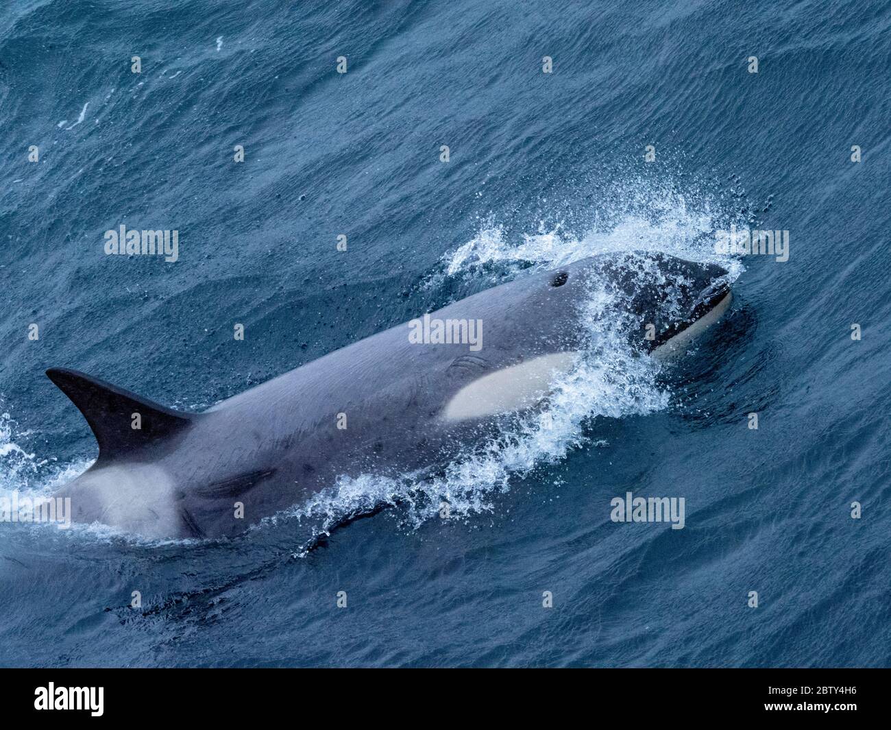 Typ Big B Killer Wale (Orcinus Orca), gefiederte Spezialisten Schwimmen in der Nähe der Yalour-Inseln, Antarktis, Polarregionen Stockfoto