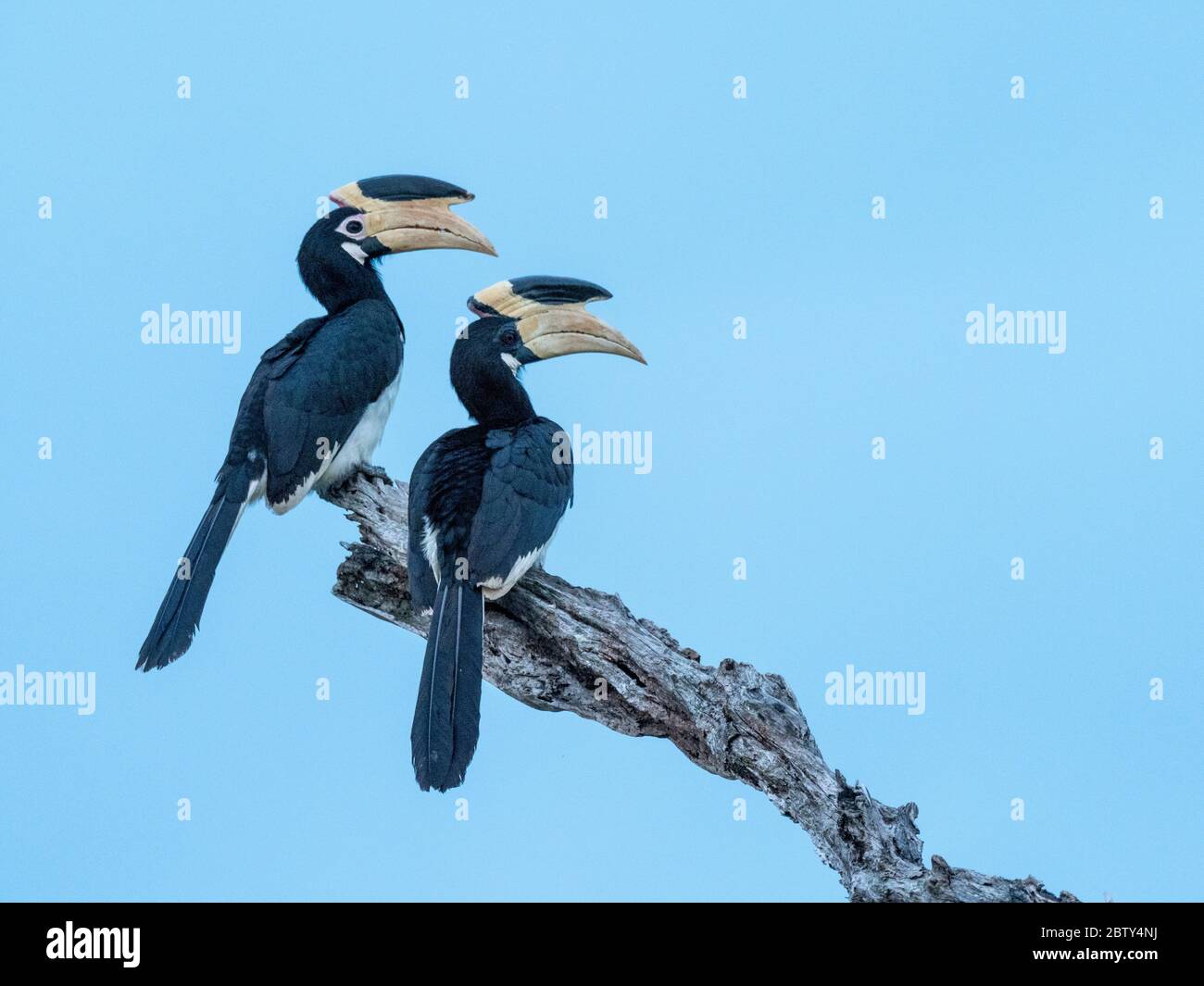 Ein Paar Malabar-Hornvögel (Anthracoceros coronatus), Udawalawe-Nationalpark, Sri Lanka, Asien Stockfoto