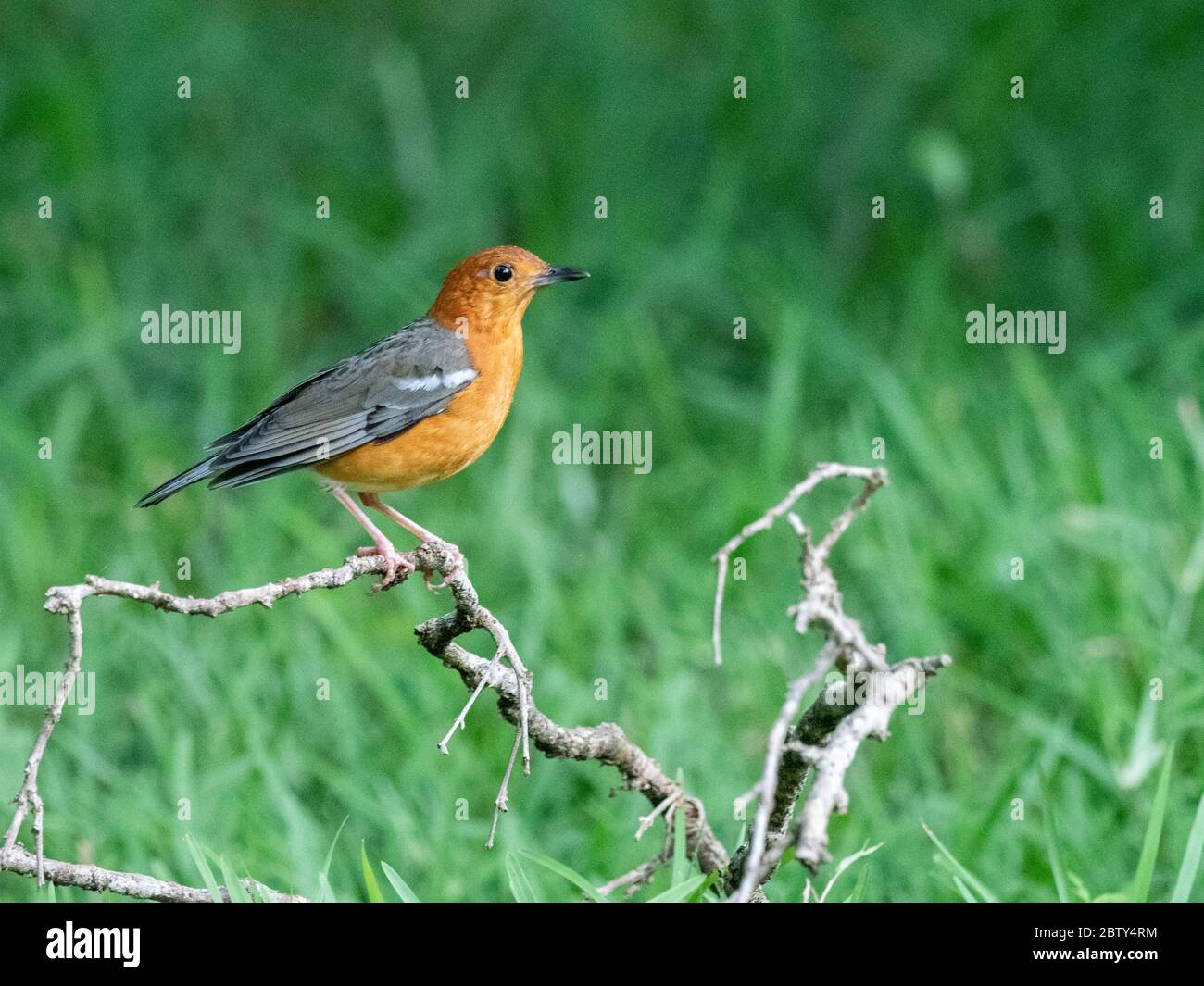 Eine Erwachsene orange-Kopf-Drossel (Geokichla citrina), Wilpattu Nationalpark, Sri Lanka, Asien Stockfoto