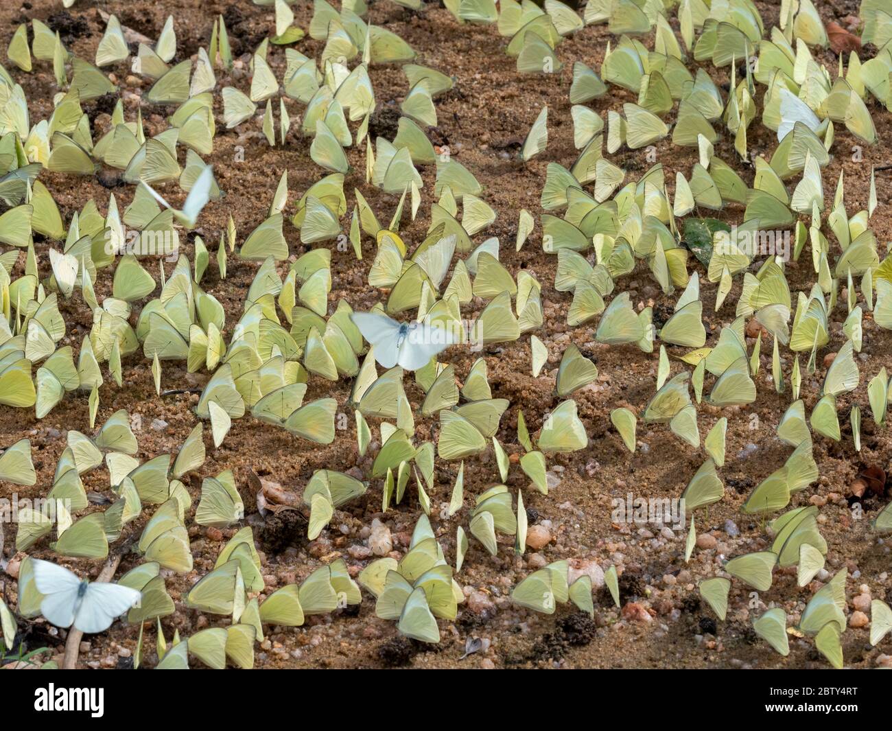 Eine Sammlung von Zitronen-Emigrant-Schmetterlingen (Catopsilia pomona), Yala-Nationalpark, Sri Lanka, Asien Stockfoto