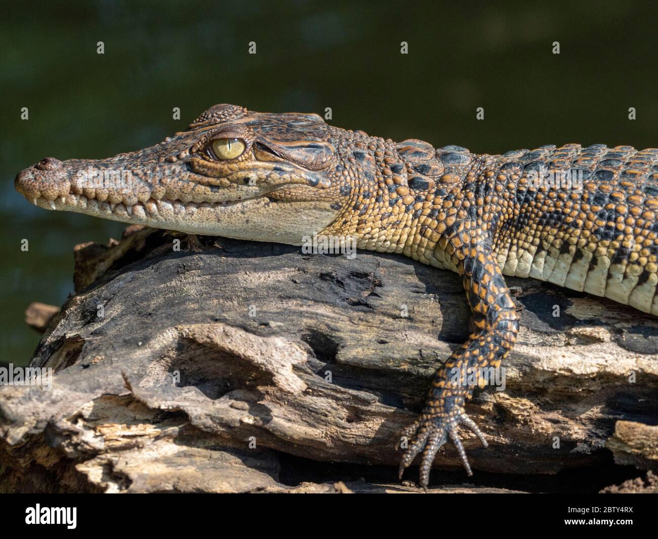 Ein juveniles Salzwasserkrokodil (Crocodylus porosus), das sich am Nilwala-Fluss, Sri Lanka, Asien, in der Sonne aalen kann Stockfoto