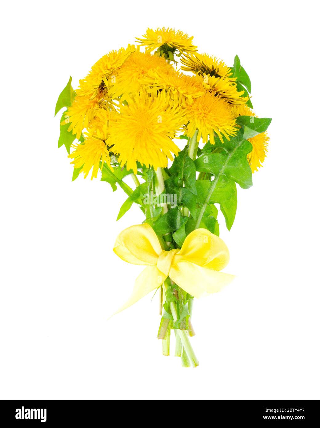 Bouquet von blühendem gelben Löwenzahn. Studio-Foto Stockfoto