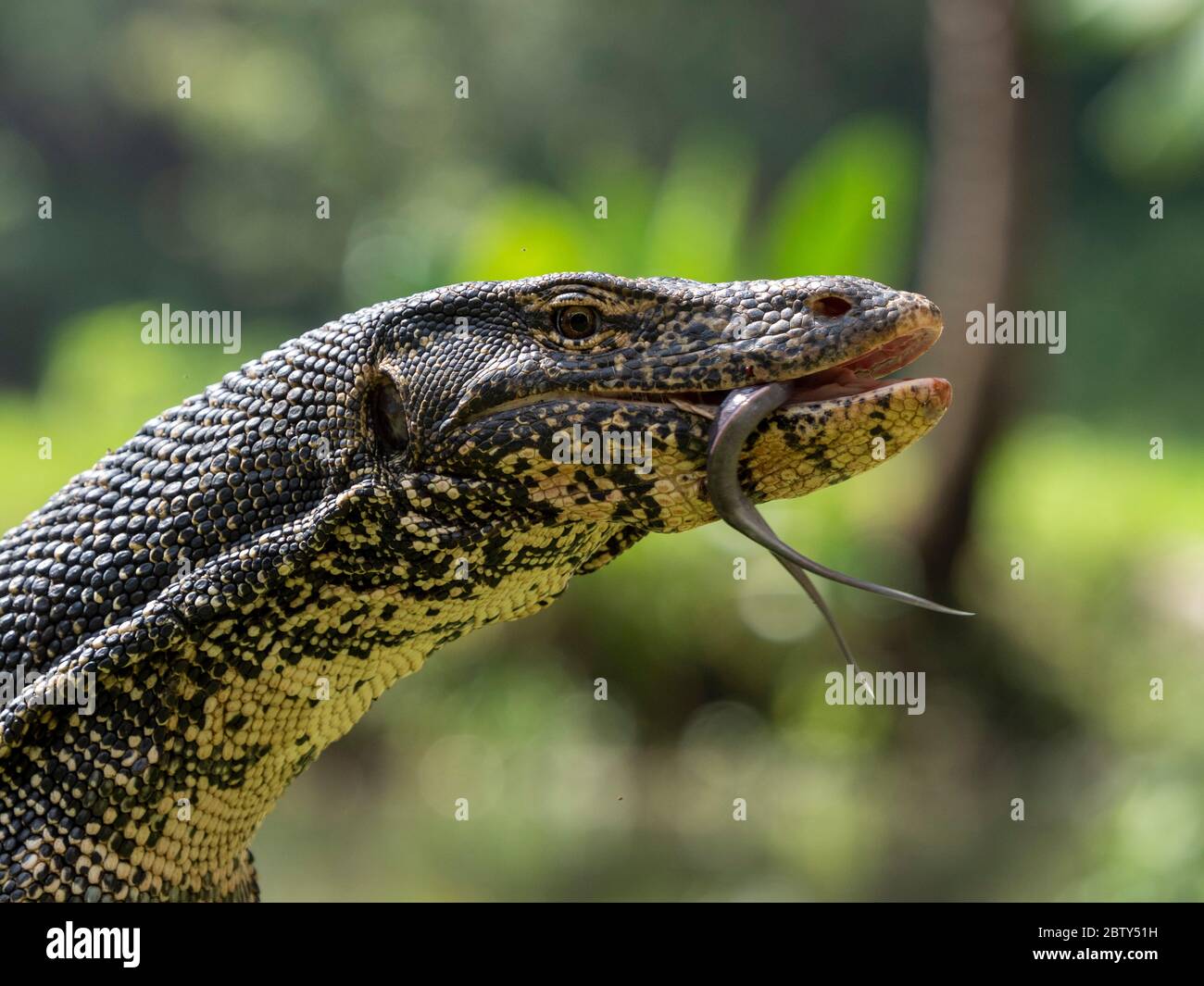 Ein adulter asiatischer Wasserwächter (Varanus salvator) in der Nähe von Polonnaruwa, Sri Lanka, Asien Stockfoto
