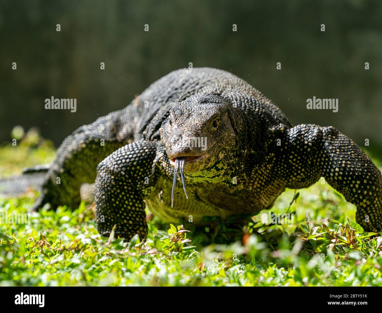 Ein adulter asiatischer Wasserwächter (Varanus salvator) in der Nähe von Polonnaruwa, Sri Lanka, Asien Stockfoto