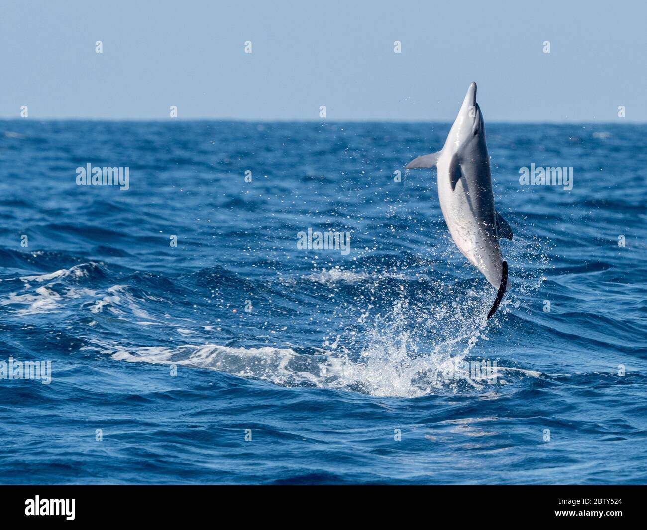 Ein ausgewachsener Spinner-Delfin (Stenella longirostris), der in den Gewässern vor der Halbinsel Kalpitiya, Sri Lanka, Asien, sprang Stockfoto