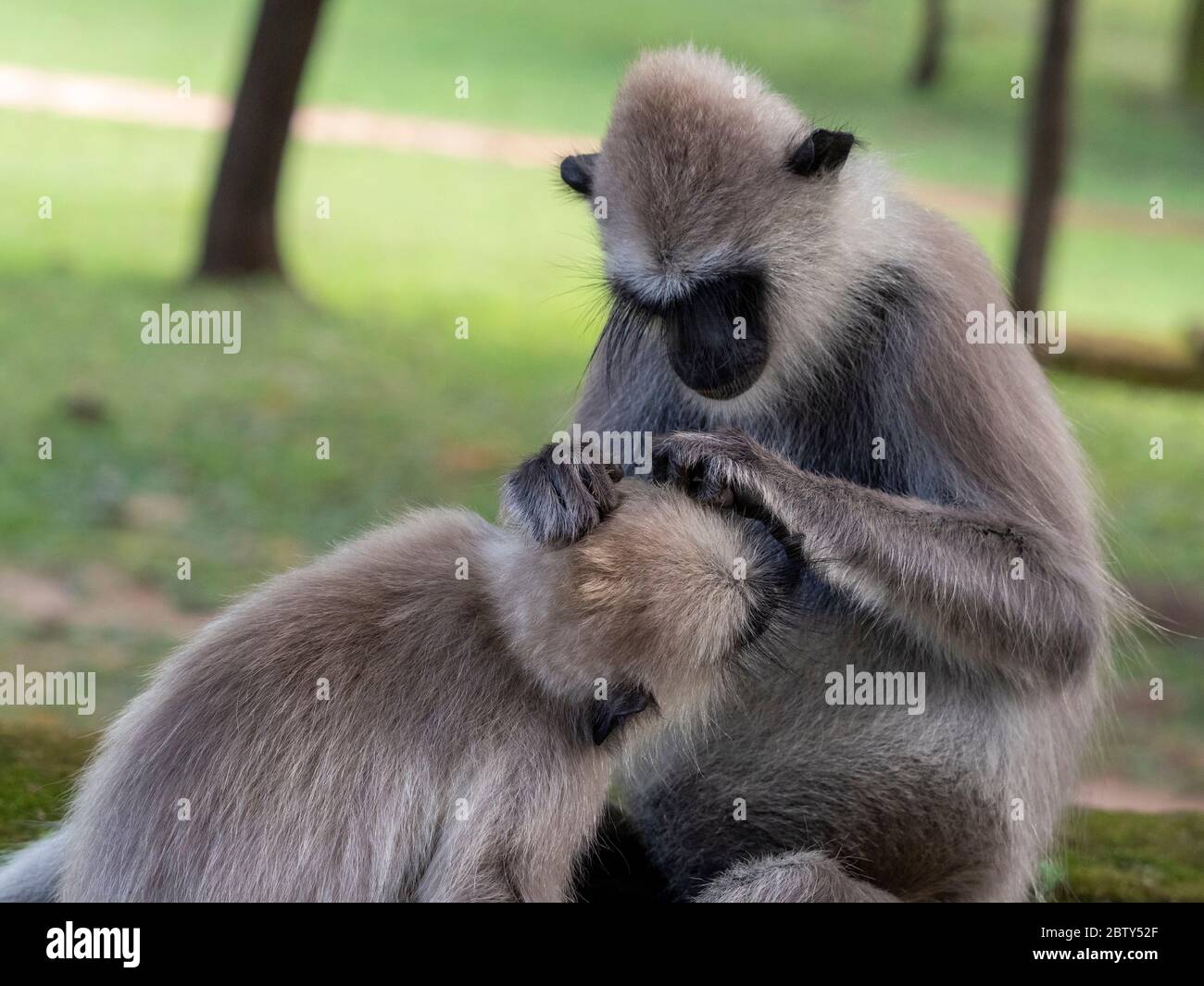 Getuftete graue Languren (Semnopithecus priam), die sich gegenseitig in Polonnaruwa, UNESCO-Weltkulturerbe, Sri Lanka, Asien pflegen Stockfoto