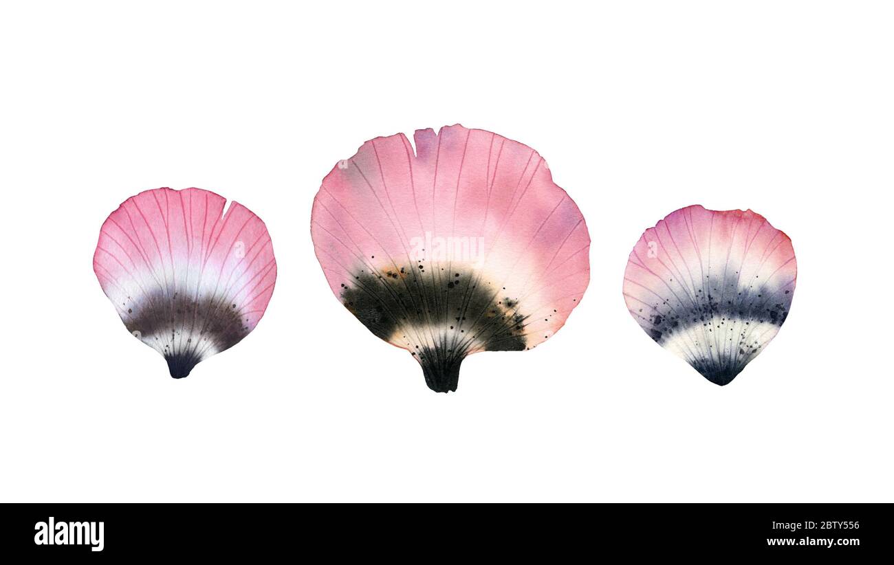 Aquarell rosa Blütenblätter. Set von Baumblättern aus Mohn Blume. Handgezeichnete Illustration isoliert auf weiß für Hochzeit Schreibwaren Design, Karte drucken Stockfoto