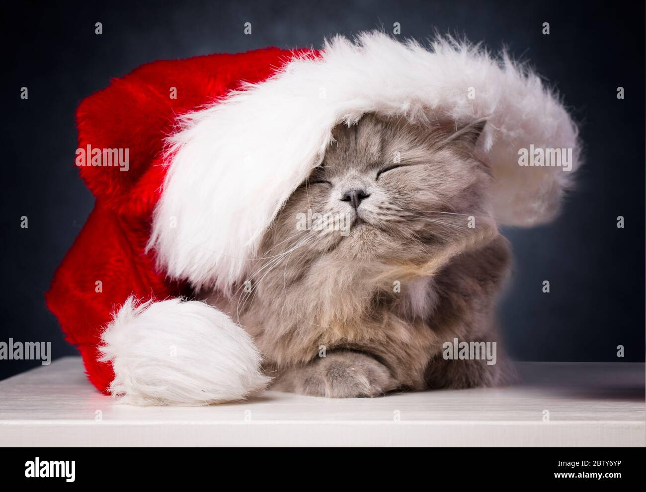 Niedliche britische Langhaar-Katze, weihnachtsmütze, Christamskonzept Stockfoto