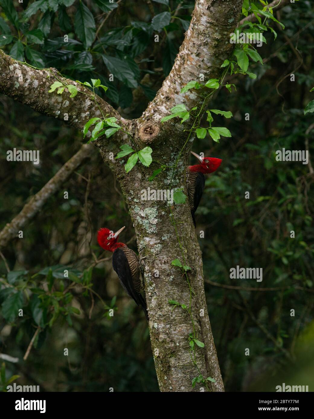 Zwei männliche robuste Spechte (Campephilus robustus) kämpfen um das Territorium im Atlantischen Regenwald von SE Brasilien Stockfoto