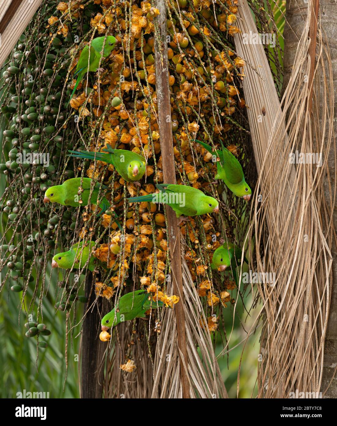 Eine Gruppe von Flachsittichen (Brotogeris tirica) aus dem Atlantischen Regenwald von SE Brasilien fütterung auf die Früchte der Jerivá (Syagrus romanzoffiana) Stockfoto