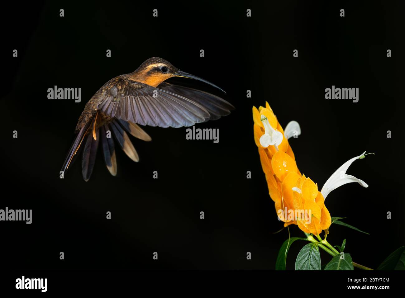 Eine weibliche Sägenschnabelkolibri (Ramphodon naevius) aus dem Atlantischen Regenwald besucht eine Gartenblume Stockfoto