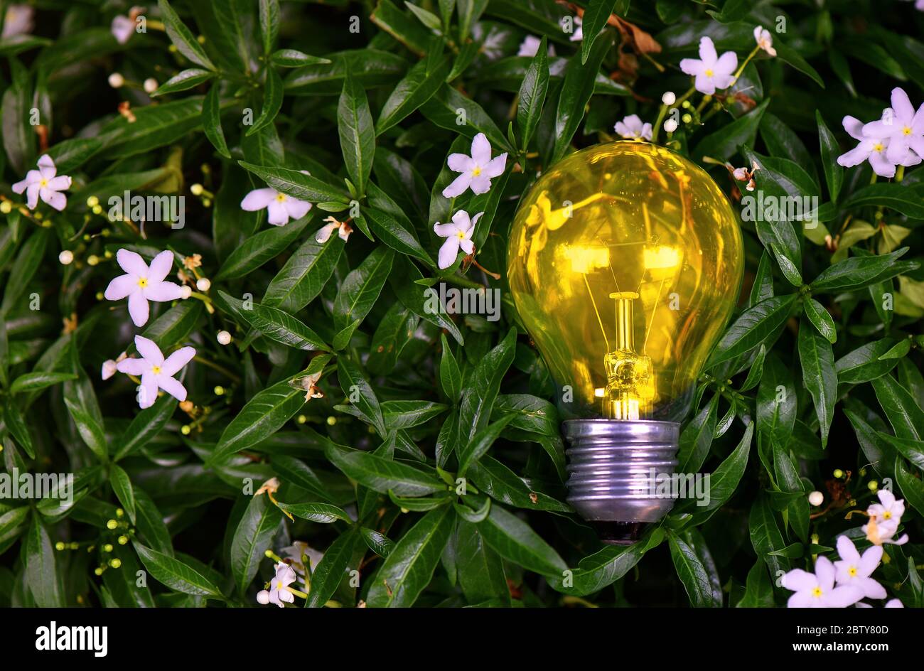 Helle Glühbirnen auf einem grünen Blatt Hintergrund platziert natürliche Energie Konzept Stockfoto