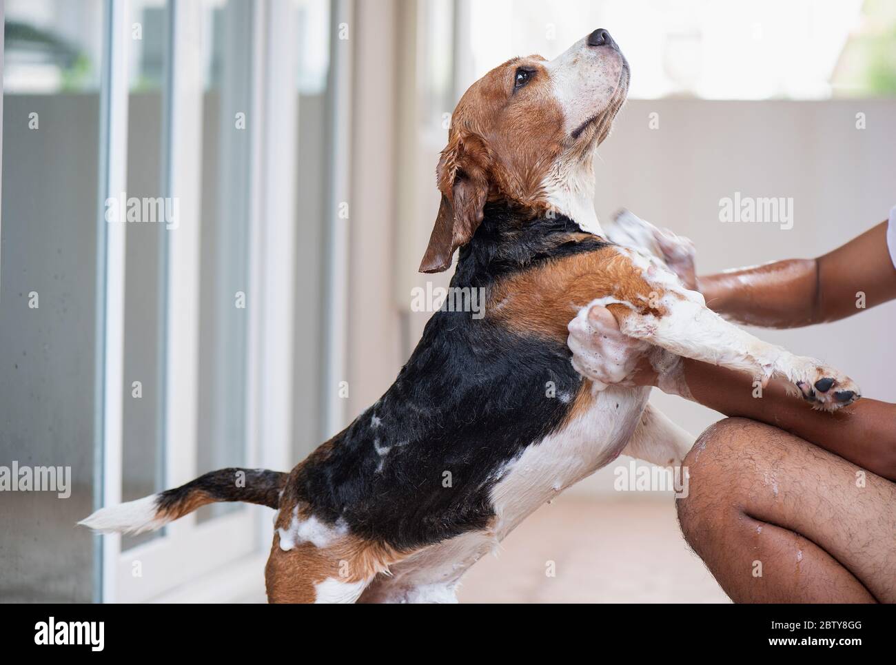 Beagle Dog duscht Stockfoto