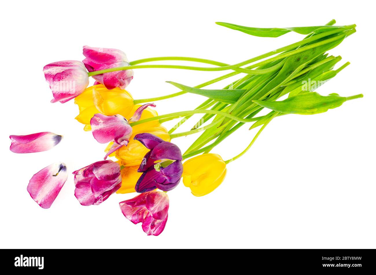 Verwelkten Bouquet von farbigen Tulpen auf weißem Hintergrund. Studio-Foto Stockfoto