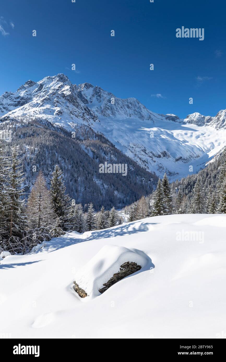Winterlandschaft nach Schneefall mit Blick auf die Gruppe von Disgrazia, Chiareggio, Valmalenco, Valtellina, Lombardei, Italien, Europa Stockfoto