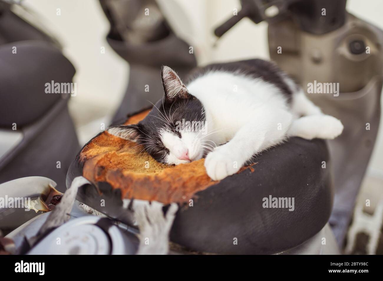 Hsinchu / Taiwan - 15. September 2019: Streunende Katze schläft auf einem zerbrochenen zerstörten Motorradsitz Stockfoto