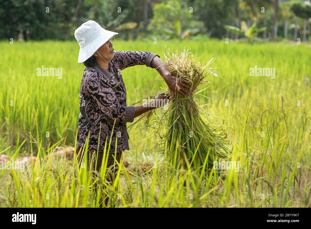 Reisernte in Siem Reap, Kambodscha, Indochina, Südostasien, Asien Stockfoto