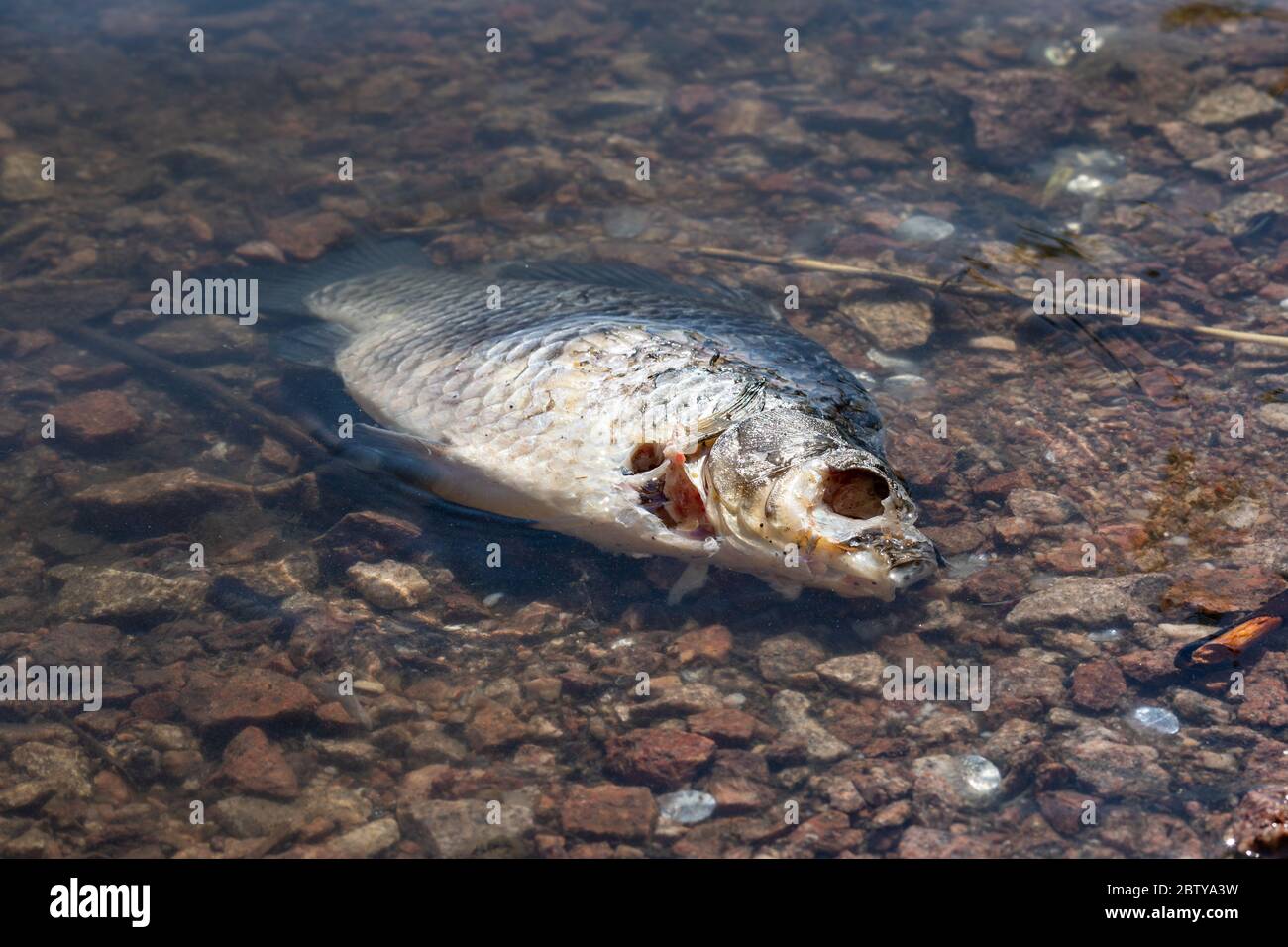 Tote Brassen (Abramis brama) mit Auge bereits im Uferwasser gegessen Stockfoto