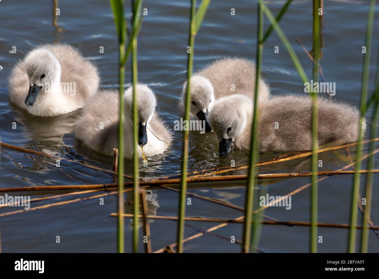 Stumme Schwanenzypnette (Gygnus olor), die hinter Schilf schwimmen Stockfoto