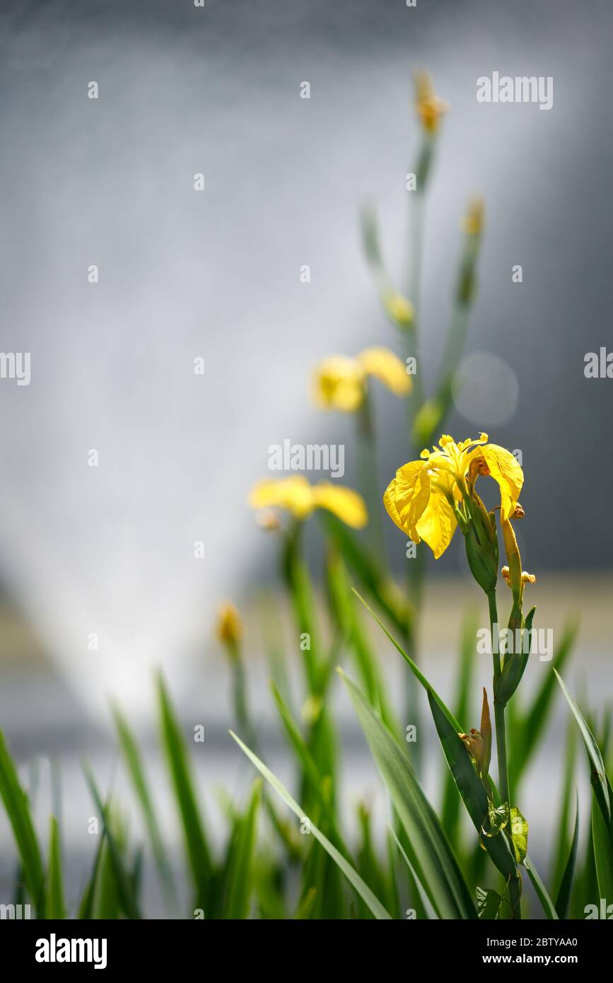 Gelbe Iris Blume. Gelbe Flagge Iris wächst am Rande eines Teiches. Stockfoto