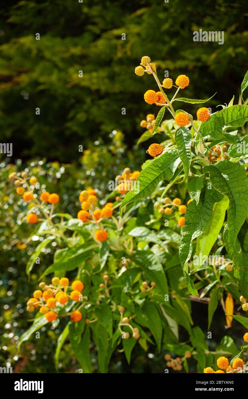 Der Sommerflieder Globosa (Goldener Ball) wächst in einem Garten in Fife, Schottland. Stockfoto
