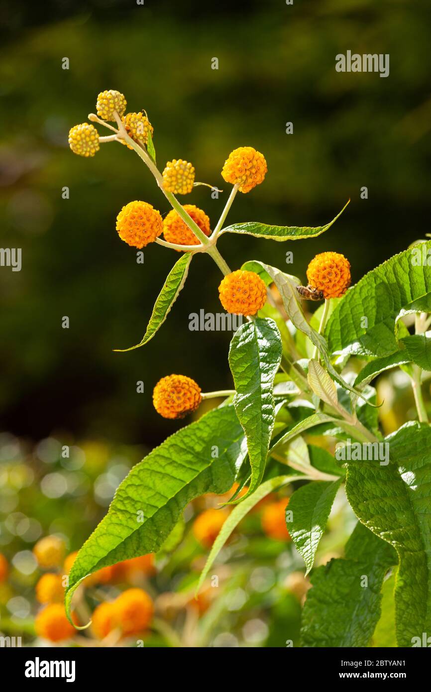Der Sommerflieder Globosa (Goldener Ball) wächst in einem Garten in Fife, Schottland. Stockfoto