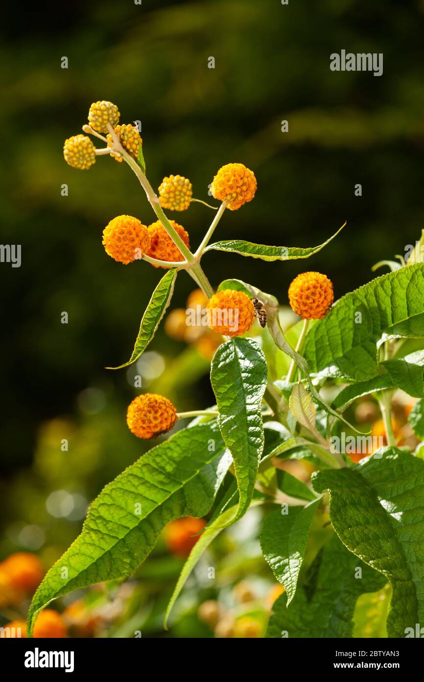 Der Sommerflieder Globosa (Goldener Ball) wächst in einem Garten in Fife, Schottland. Stockfoto