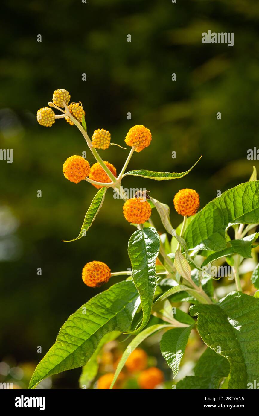 Der Sommerflieder Globosa (Goldener Ball) wächst in einem Garten in Fife, Schottland. Stockfoto
