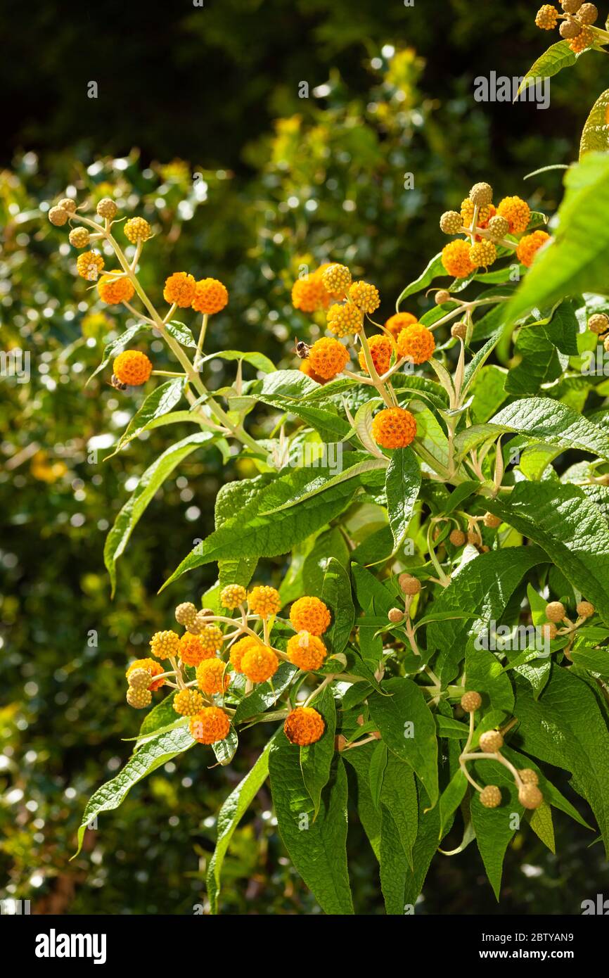 Der Sommerflieder Globosa (Goldener Ball) wächst in einem Garten in Fife, Schottland. Stockfoto