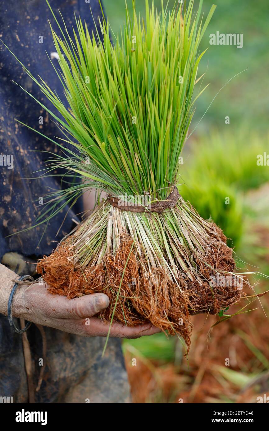 Nahaufnahme eines Bauern mit Reiskeimling in den Händen, Madagaskar, Afrika Stockfoto