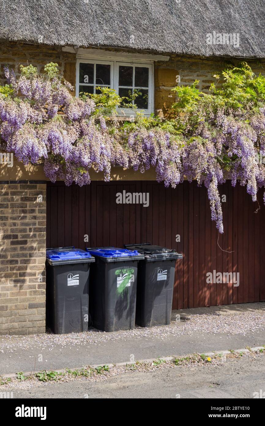 Hausmüllbehälter unter einem hübschen Baldachin aus Glyzinien und Strohhalm, Boughton Village, Northamptonshire, Großbritannien Stockfoto